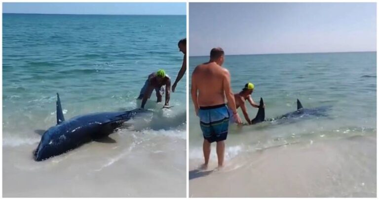 Ba Istas En Una Playa En Florida Salvan A Enorme Tibur N Y Lo Devuelven