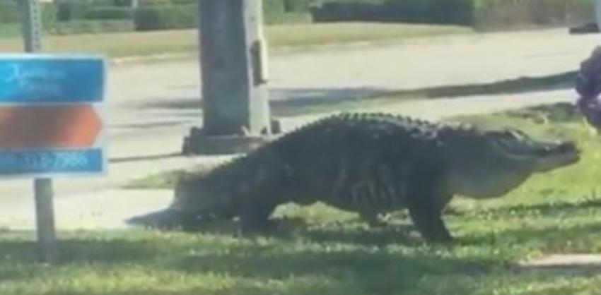Caimán se come a un perro que iba caminando con su dueña por un lago al  centro de Florida