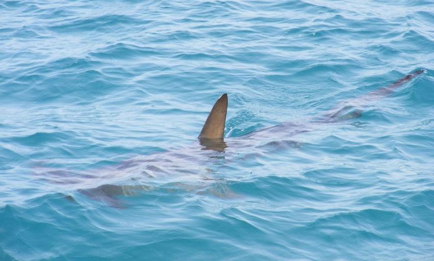 Una mujer es atacada por un tiburón cerca de los Cayos de la Florida