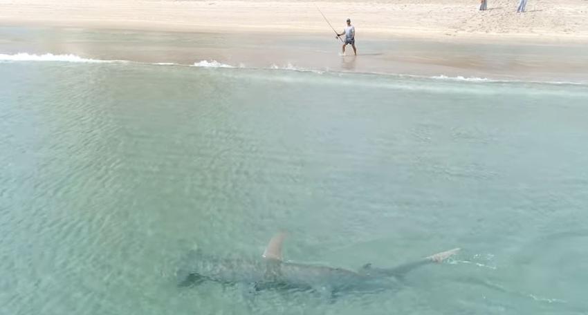 En los últimos 2 meses han ocurrido tres ataques de tiburones en el Sur de la Florida