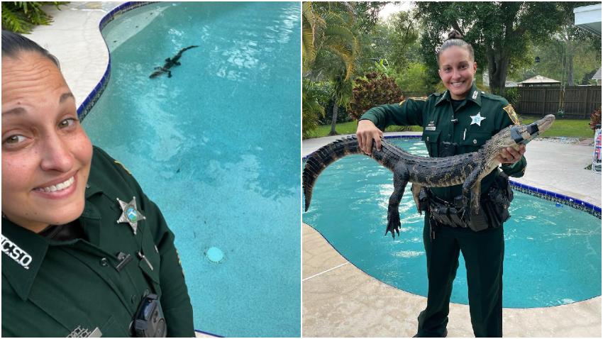Policía saca a un caimán de la piscina de una casa en Florida