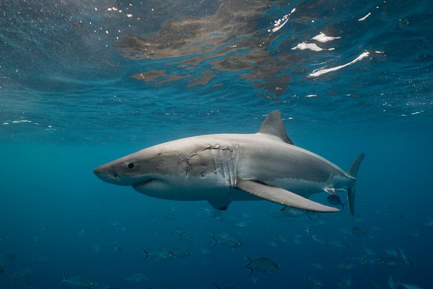 Enorme tiburón de 11 pies se pasea por las costas del Sur de la Florida
