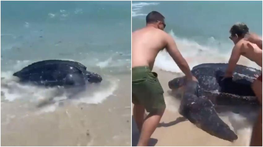 Bañistas en Miami Beach empujan de vuelta al mar a tortuga que intentaba anidar en la playa