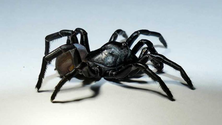 Misteriosa nueva especie de araña venenosa descubierta en Miami