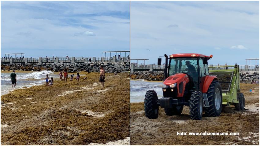 El sargazo vuelve a hacer estragos en Miami Beach; la ciudad pone un solo tractor para limpiar la playa