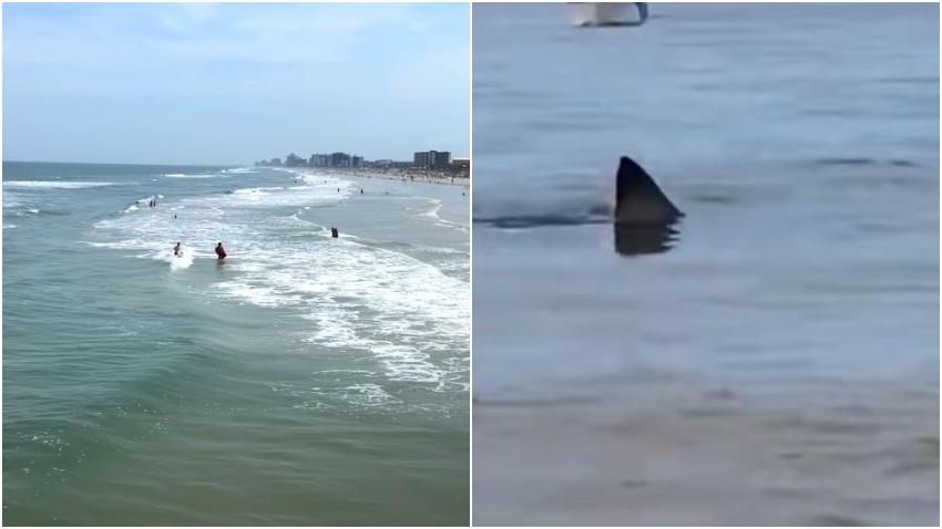 Tiburón muerde a una joven turista de 21 años en una playa de Florida