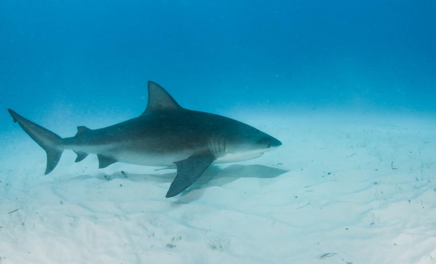 Fotógrafo tiene encuentro cercano con inmenso tiburón  cerca de la costa en el Sur de la Florida