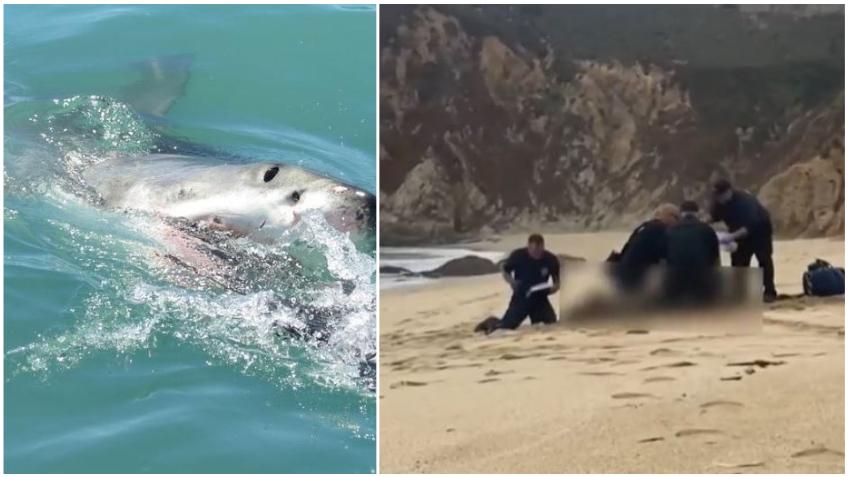 Tiburón blanco ataca a surfista en una playa de California