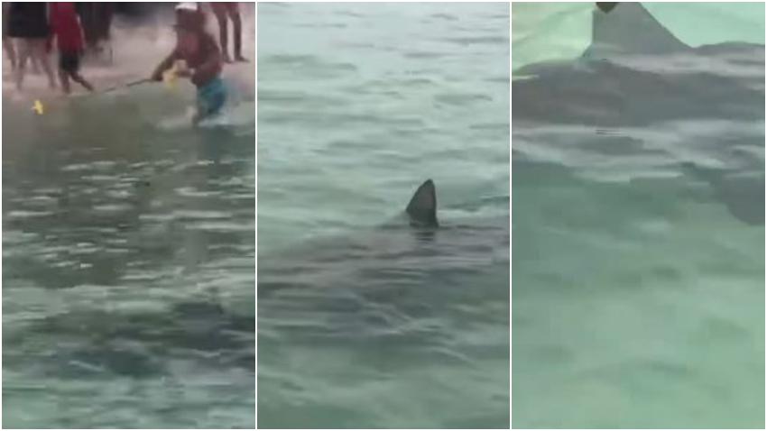Grupo de tiburones martillo sorprenden a los bañistas en una playa de Florida