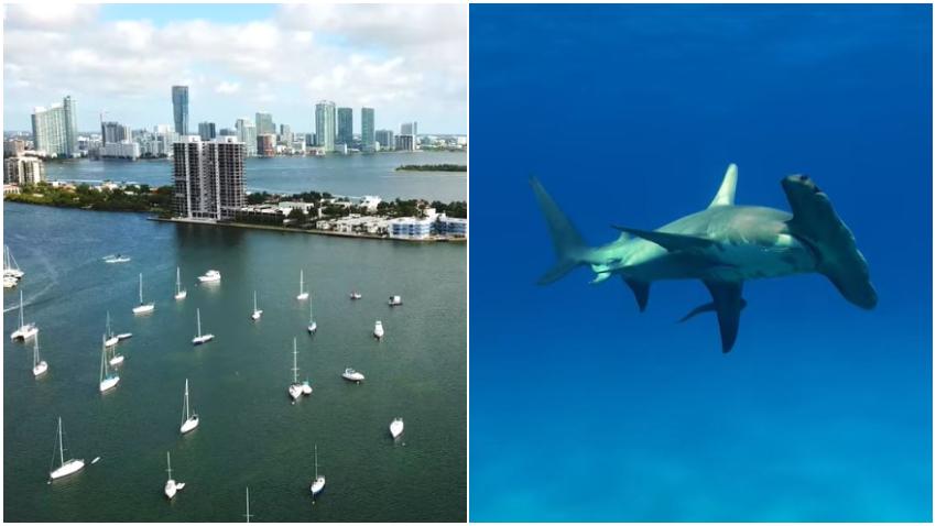 Estudio revela que la Bahía de Biscayne en Miami es una criadero de tiburones martillo