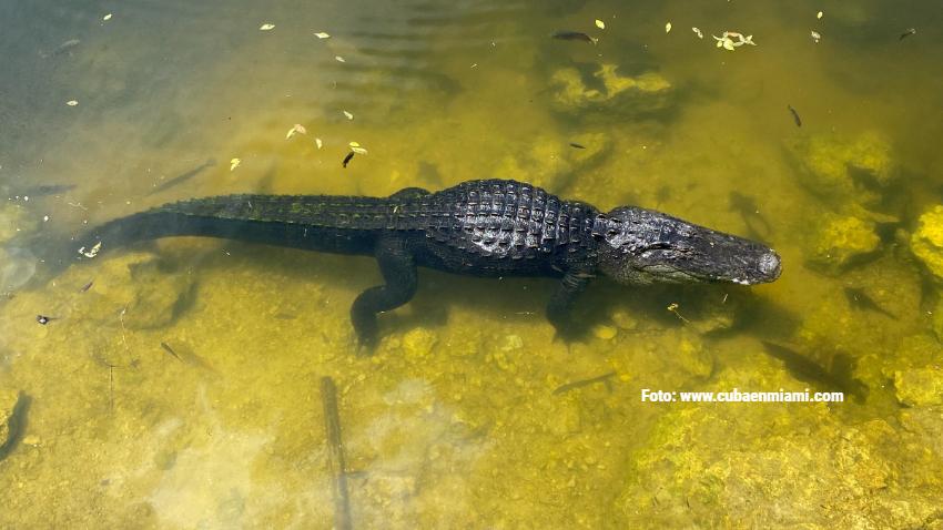 Encuentran el cadáver de una mujer en Florida que pudo ser atacada por un cocodrilo