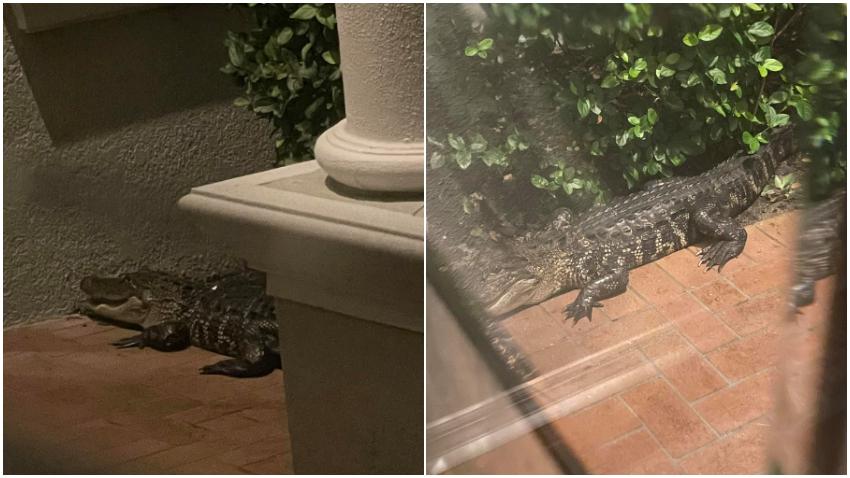Familia en Florida se despierta en medio de la madrugada tras sentir a un caimán tratando de entrar a la casa