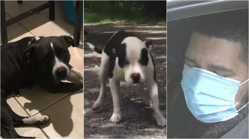 Matan a dos perros, un tercero envenenado, en una casa en el suroeste de Miami; dueño asegura que fue un vecino