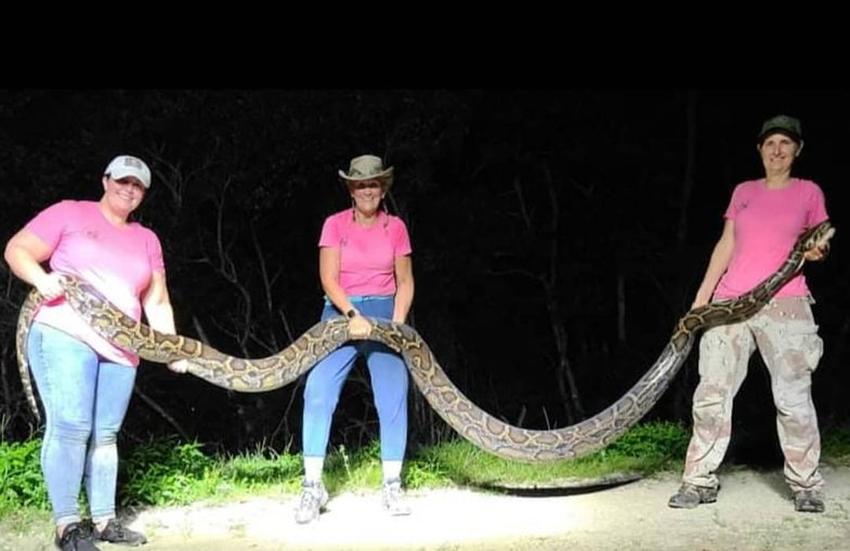 Tres cazadoras se unen para atrapar inmensa serpiente pitón de 16 pies de largos en los Everglades de Florida