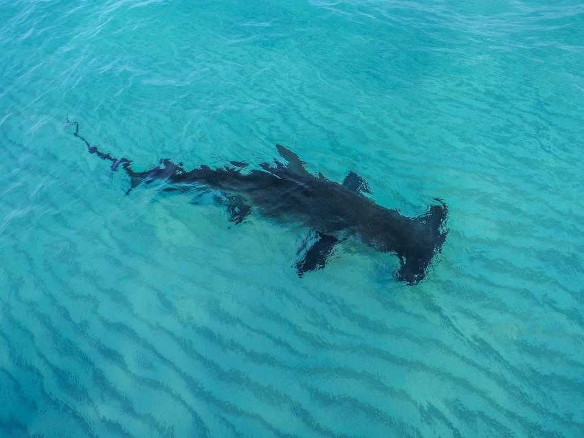 Capturan y después liberan enorme tiburón martillo de 13 pies cerca de la costa en Florida