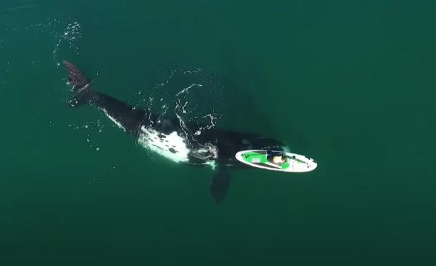 Enorme ballena sorprende a una mujer encima de un paddleboard