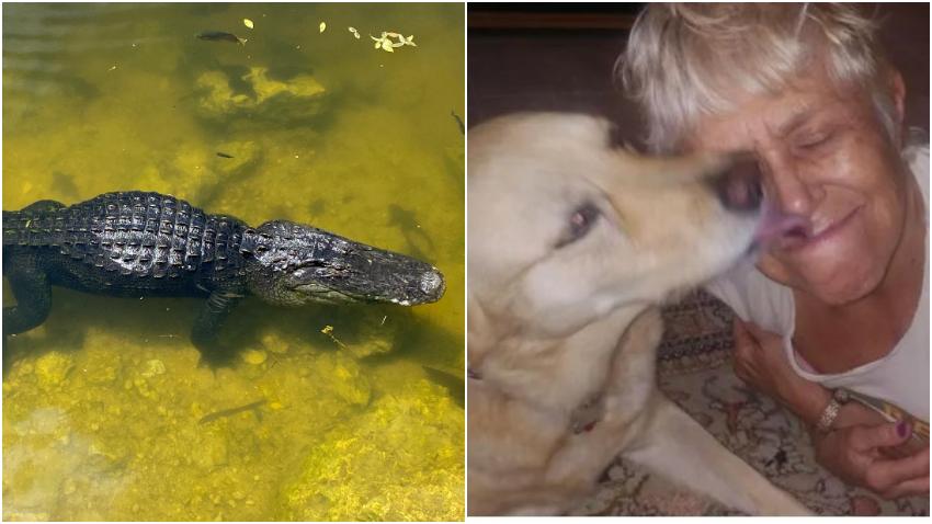 Anciana de Florida se enfrenta a un caimán para salvar a su perro