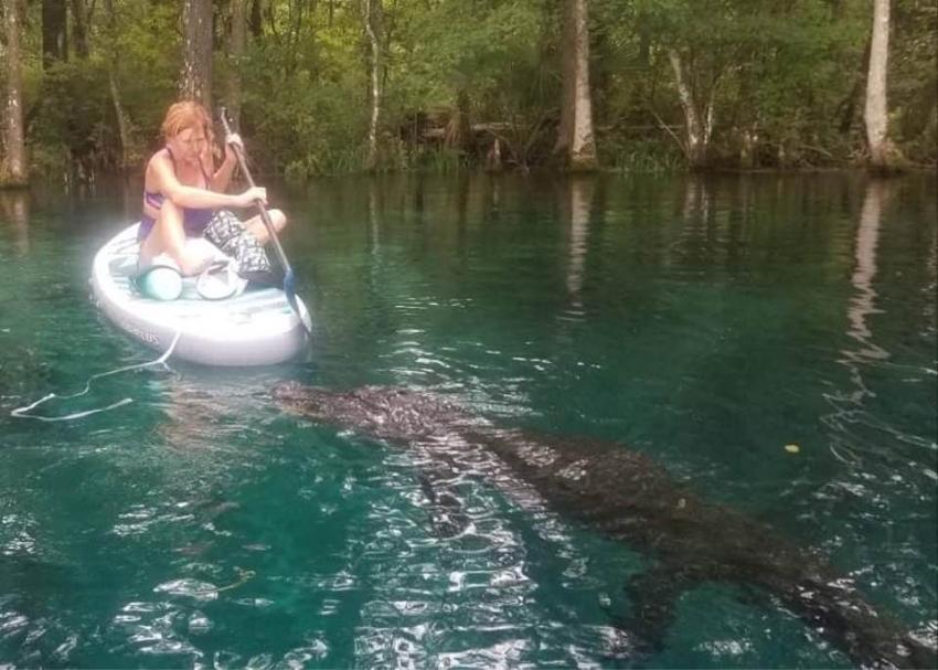 Enorme caimán nada hacia una mujer e intenta morder una tabla de remo en un parque de Florida