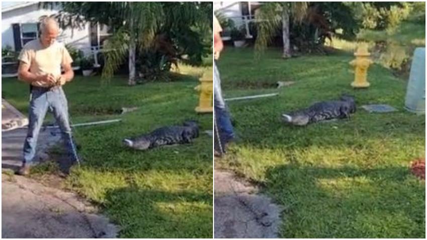 Capturan caimán que se comió a un perro mascota de una mujer en Naples, Florida