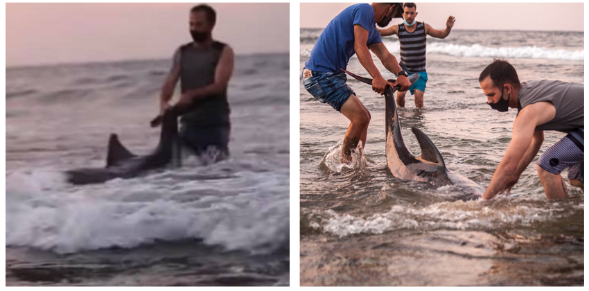 Cubanos rescatan a dos delfines varados en la costa de Cojímar, y los llevan de nuevo mar adentro