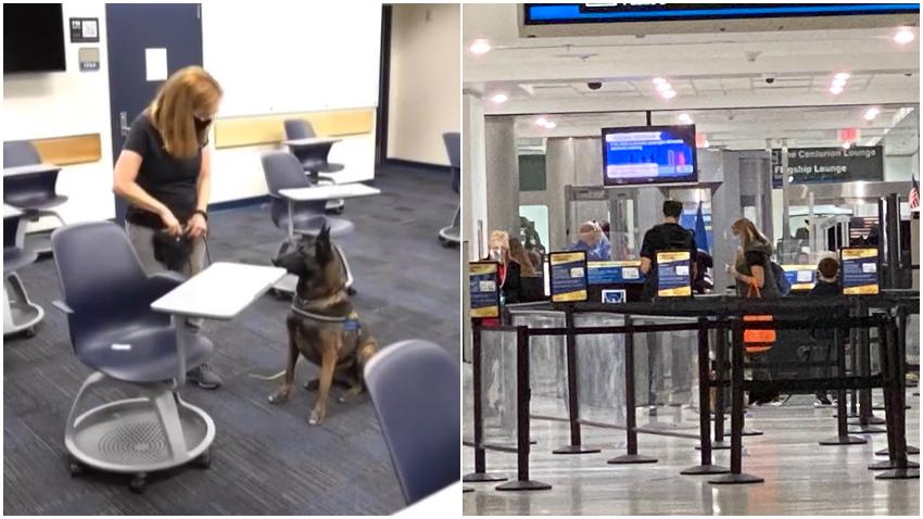 Aeropuerto de Miami utilizará perros para detectar casos de Covid en los empleados