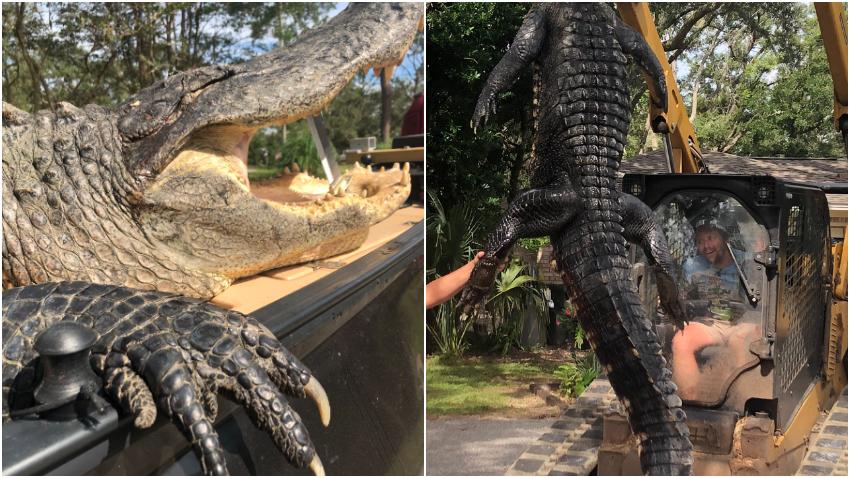 Cazadores en Florida atrapan enorme caimán