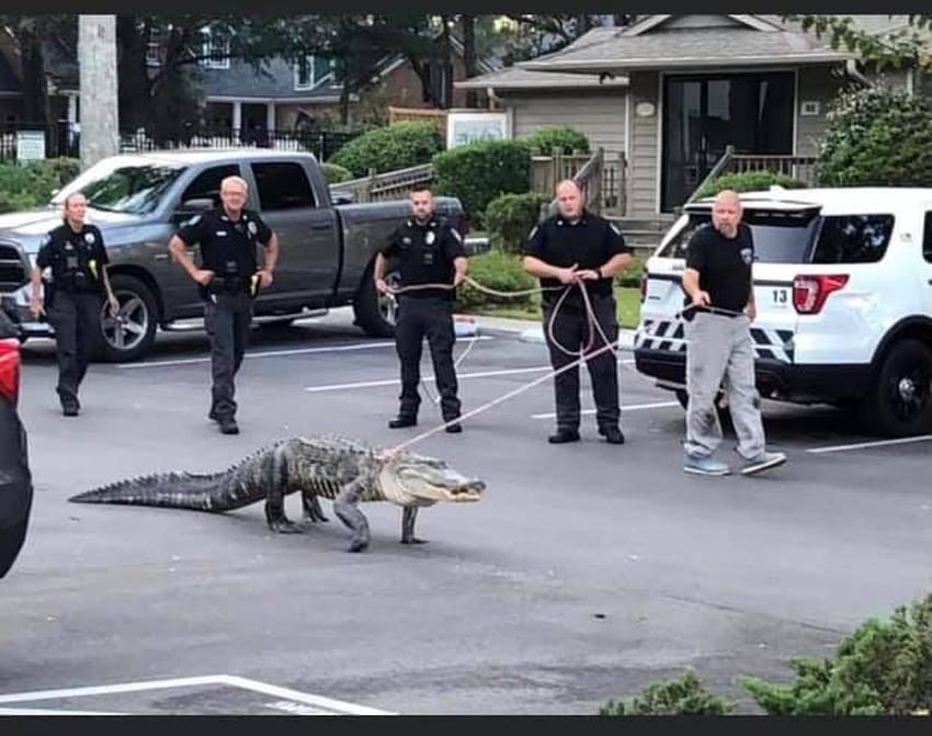 Foto de la policía paseando un caimán se vuelve viral