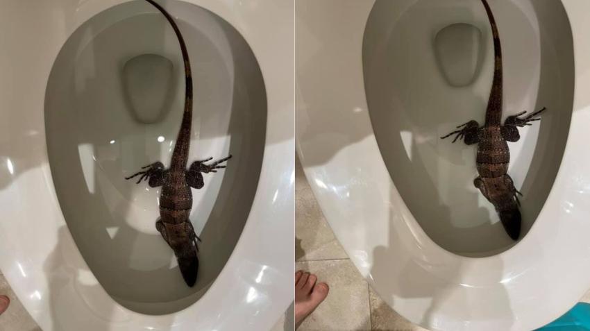 Otro residente del sur de la Florida encuentra una sorpresa en su inodoro: una iguana en medio de la noche