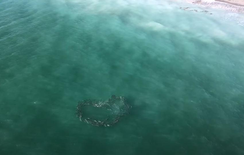 Se vuelve viral video desde un drone en Florida cuando peces forman un corazón en el mar