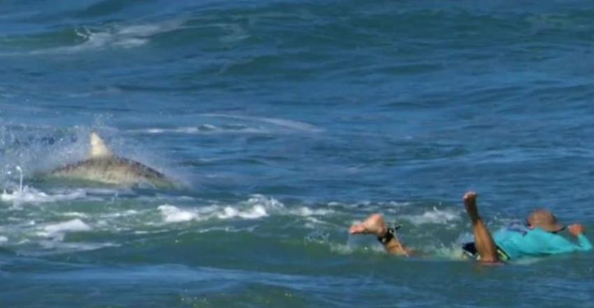 Surfista se ve rodeado de tiburones en una playa en Florida, su novia le toma fotos