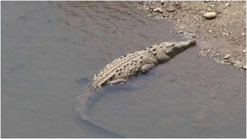 Continúa la búsqueda del cocodrilo visto en Sagua de Tánamo, Holguín por las autoridades pertinentes