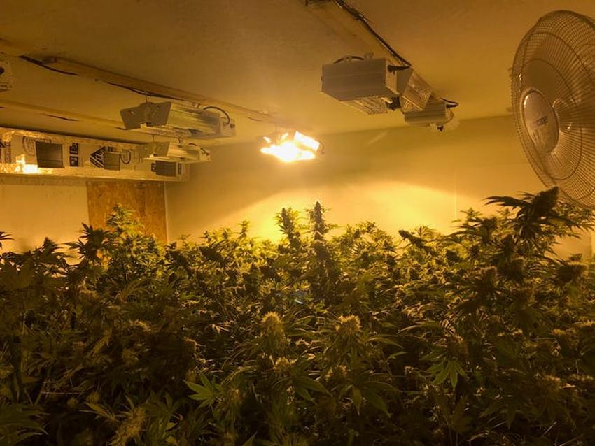 Arrestan a un cubano que llevaba solo un año en Estados Unidos por tener un sembrado ilegal de marihuana en su casa