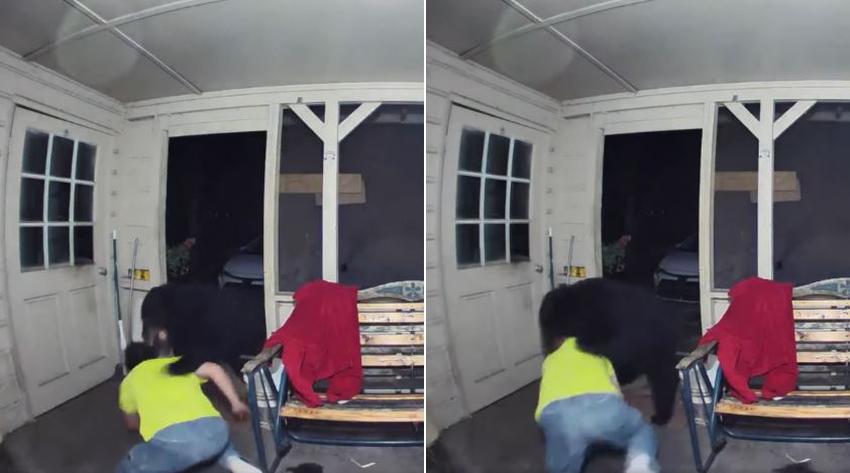 En cámara un hombre de Florida lucha contra un oso negro en el portal de su casa para salvar a sus perros