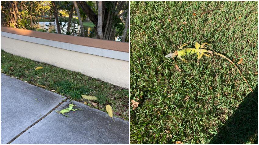 Varios reportes de iguanas caídas de los árboles en Florida inundan las redes sociales