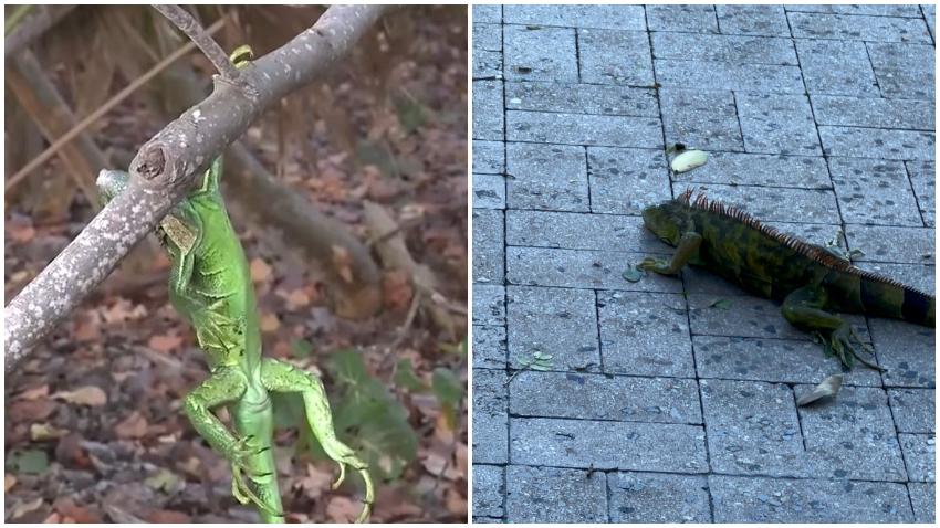 Advierten nuevamente sobre la posibilidad de que caigan iguanas de los árboles debido al frío en Miami