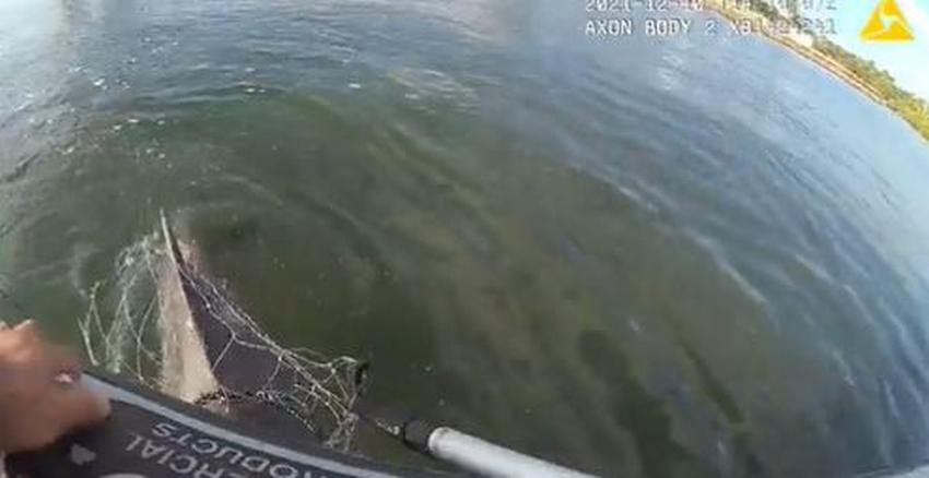 Video captura a oficial de la policia de Miami-Dade ayudando a liberar a delfín atrapado en red de pesca