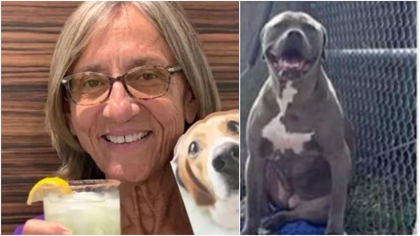 Una anciana es asesinada por un perro en un centro de rescate de animales en el sur de la Florida