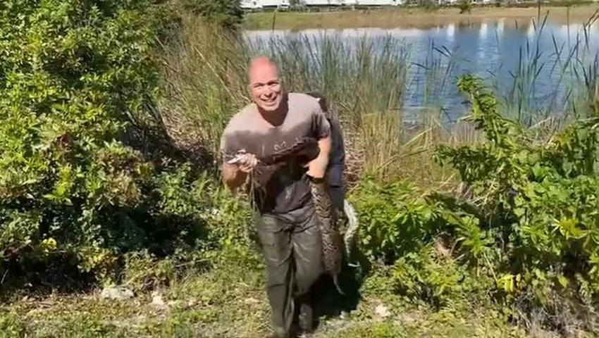 Capturan una serpiente pitón cerca del Dolphin Mall en Miami