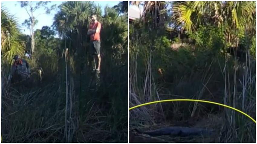 Policía busca a dos hombres que estaban molestando a un caimán en Florida