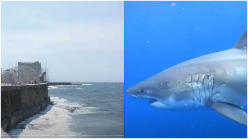 Capturan enorme tiburón blanco en el Malecón de La Habana en Cuba