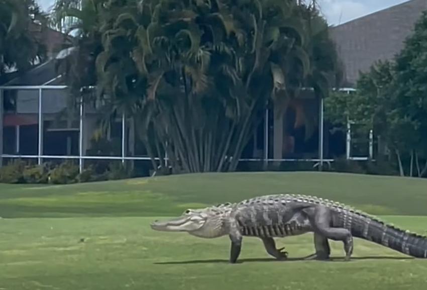 Enorme caimán atraviesa campo de golf para sorpresa de los jugadores