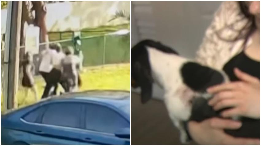Espeluznante momento en que una cubana en Miami-Dade, sufre el ataque violento a su mascota por dos perros Pitbull