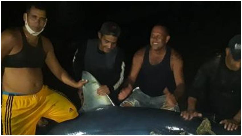 Pescadores cubanos, capturan enorme tiburón en Baracoa