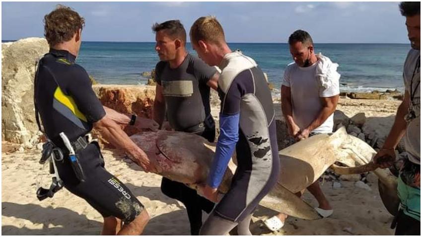 Capturan tiburón con casi tres metros de largo en aguas cercanas a La Puntilla, en Playa, municipio habanero