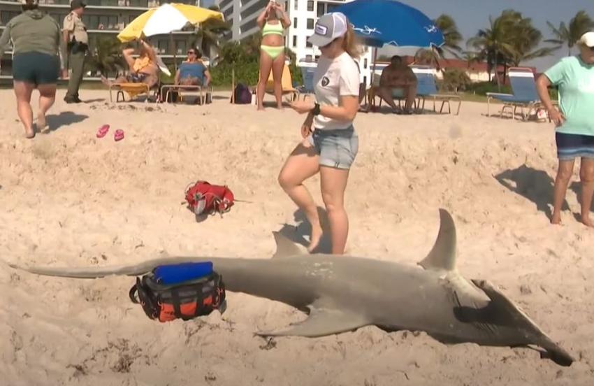 Aparece un tiburón martillo de 11 pies en playa del sur de Florida