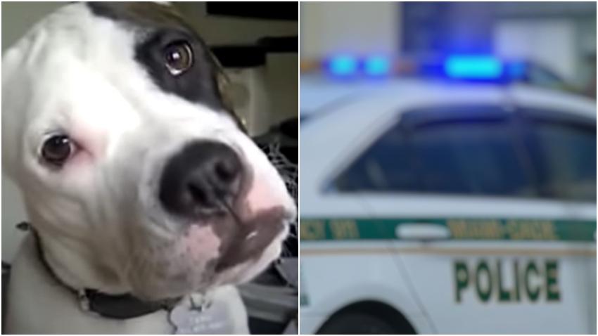Madre e hijo hospitalizados tras ser atacados por un perro de raza American bulldog en Miami-Dade