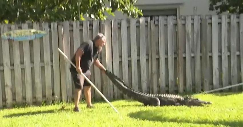 Una familia en Florida se encuentra enorme caimán en el patio de su casa