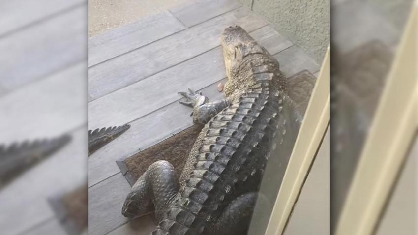 Hombre en Florida sorprendido al ver un enorme caimán bloqueando la puerta de su casa