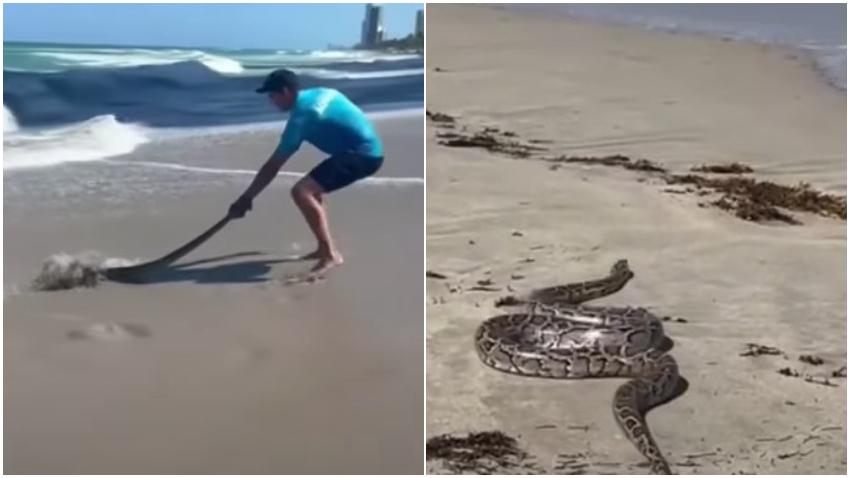 Una serpiente provoca pánico en playa del Sur de la Florida