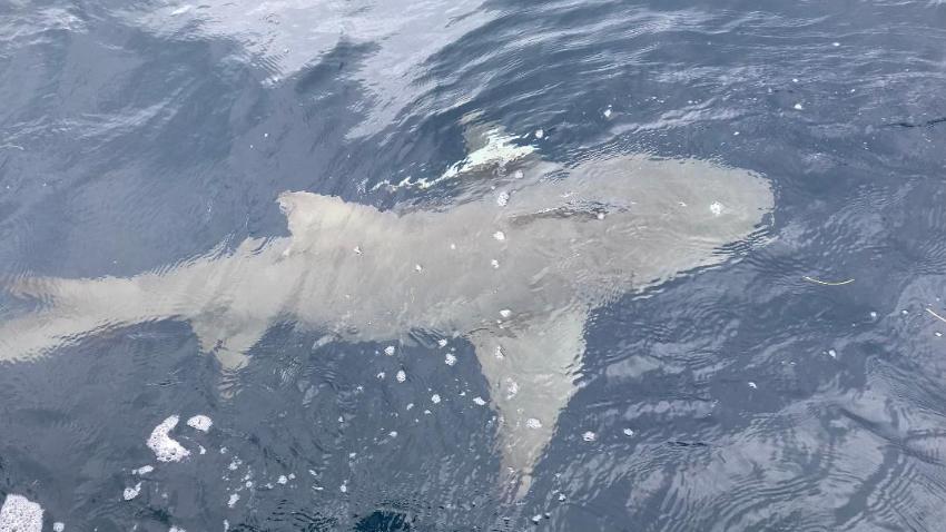 Tiburón toro sorprende a muchos en un canal del Sur de la Florida